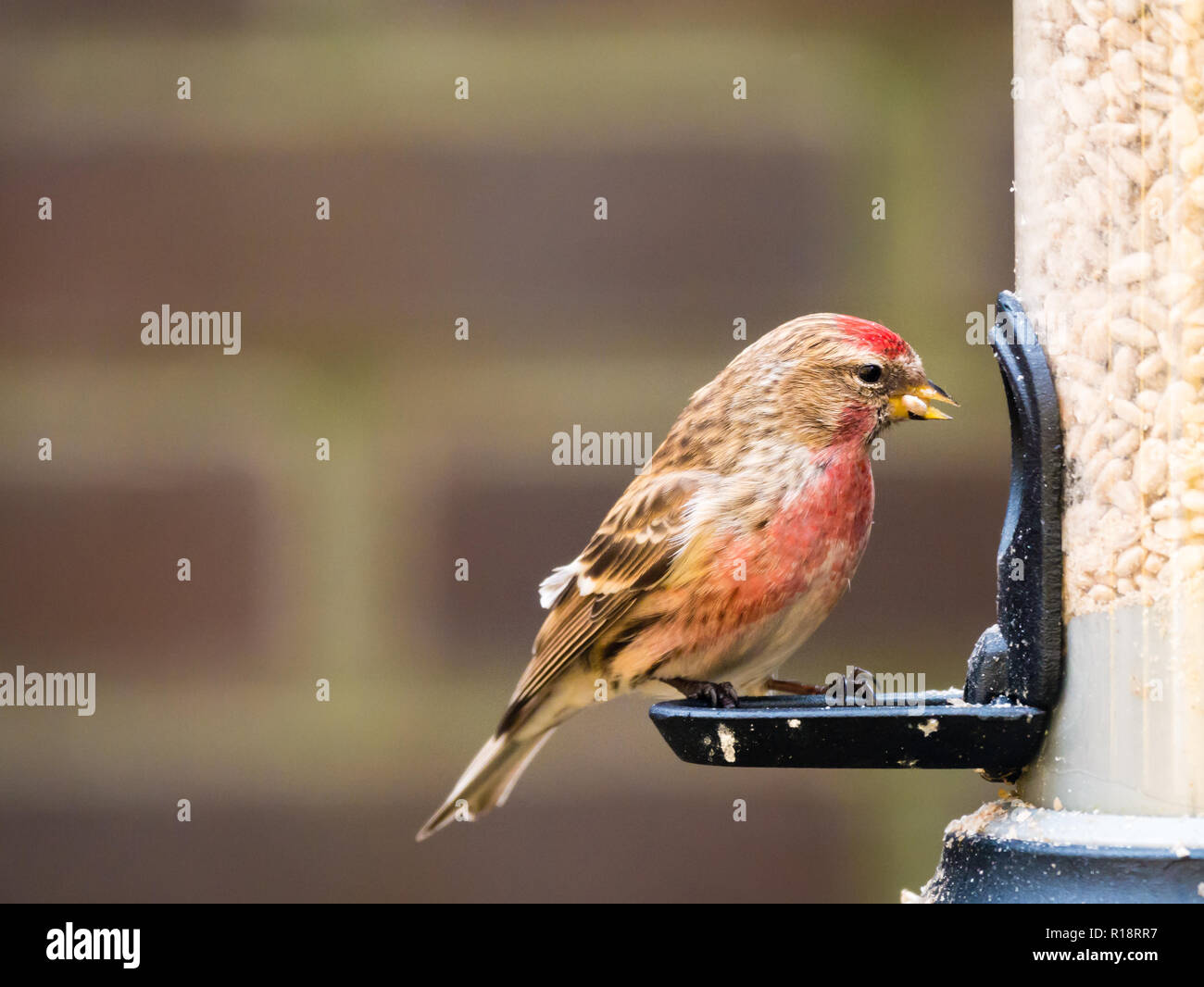 Erwachsene männliche weniger redpoll, Acanthis Kabarett, Essen auf Bird Feeder in Garten, Niederlande Stockfoto
