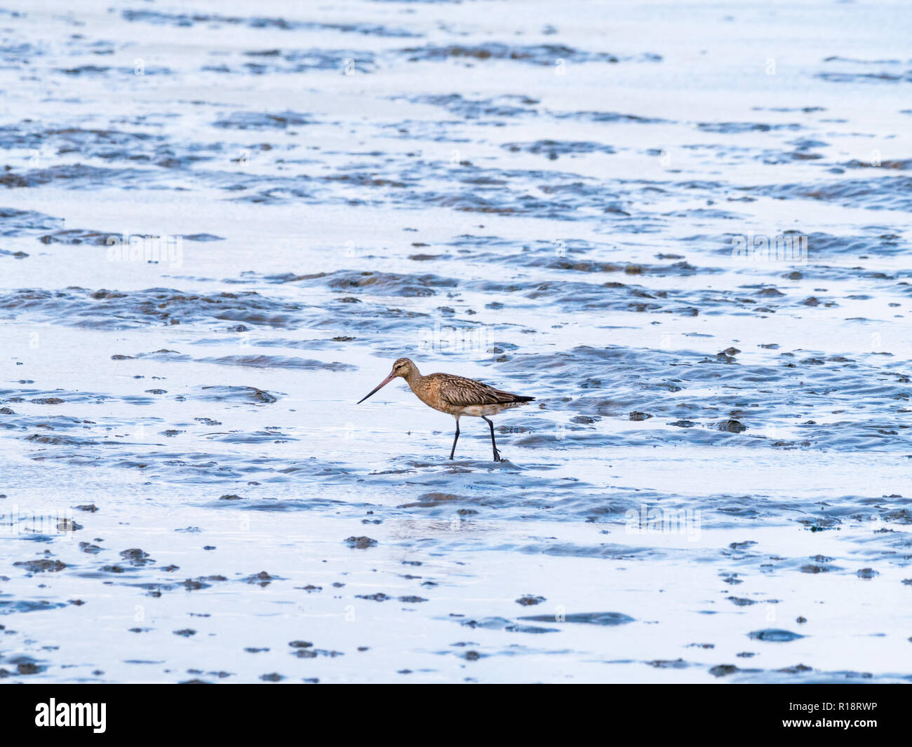 Nach bar-tailed godwit, Limosa lapponica, Fütterung auf Schlamm flach bei Ebbe von Wattenmeer, Niederlande Stockfoto