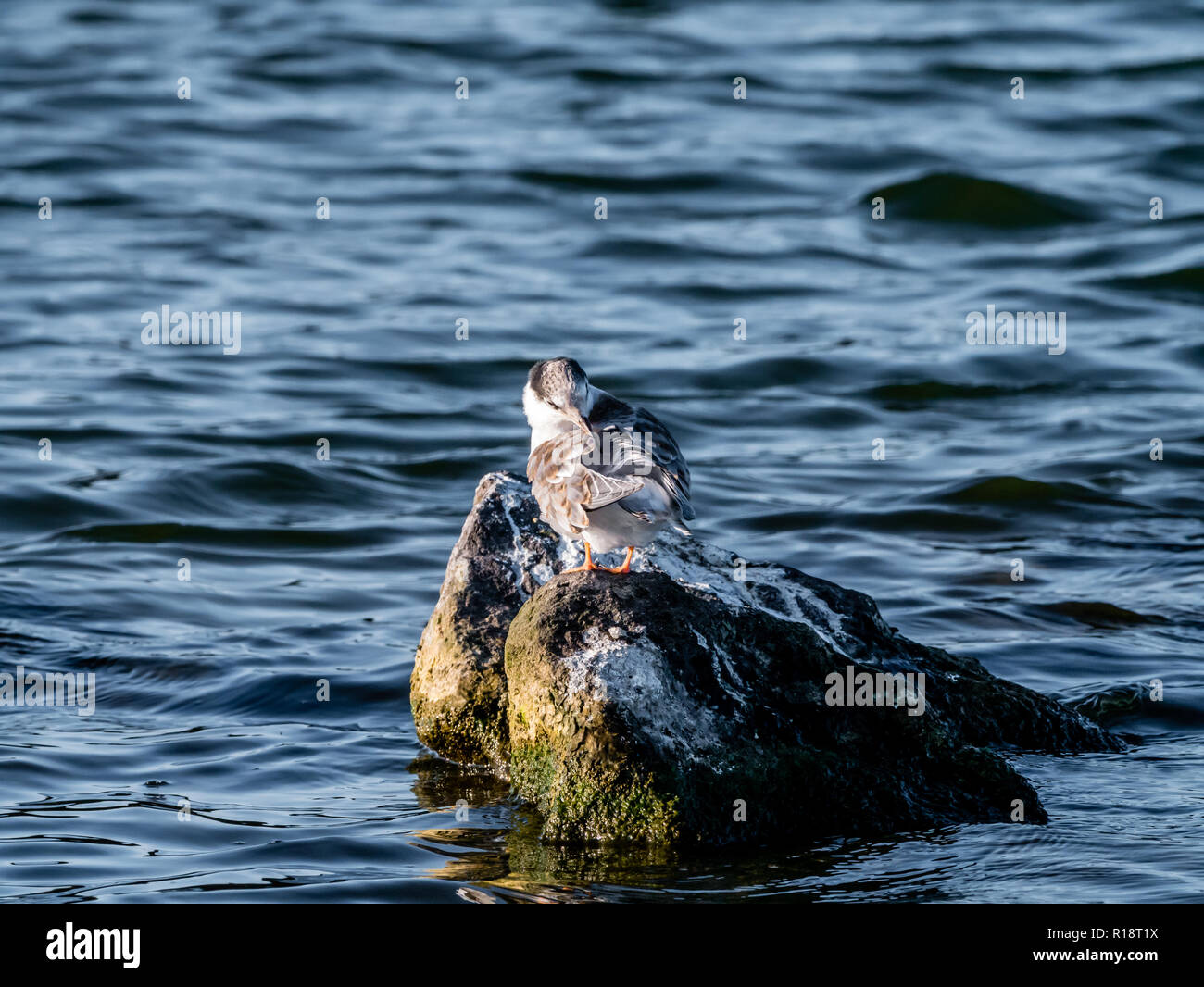 Flussseeschwalbe, Sterna hirundo, juvenile putzen Federn stehen auf Felsen im Wasser, De Kreupel, Niederlande Stockfoto