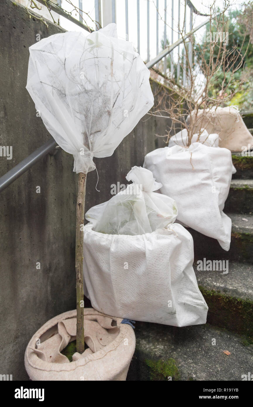 Pflanzmaschine und Topfpflanzen Stammzellen wurde mit Vlies verpackt. Die  Pflanzen werden von der Klte im Winter und auf der Treppe im Untergeschoss  geschtzt Stockfotografie - Alamy