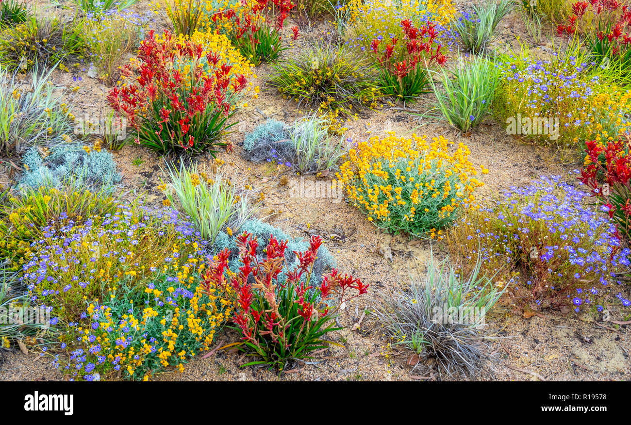 Blühende Wildblumen auf Anzeige im Kings Park Botanical Gardens Perth Western Australia Stockfoto
