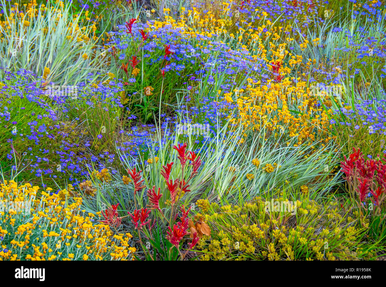Blühende Wildblumen auf Anzeige im Kings Park Botanical Gardens Perth Western Australia Stockfoto