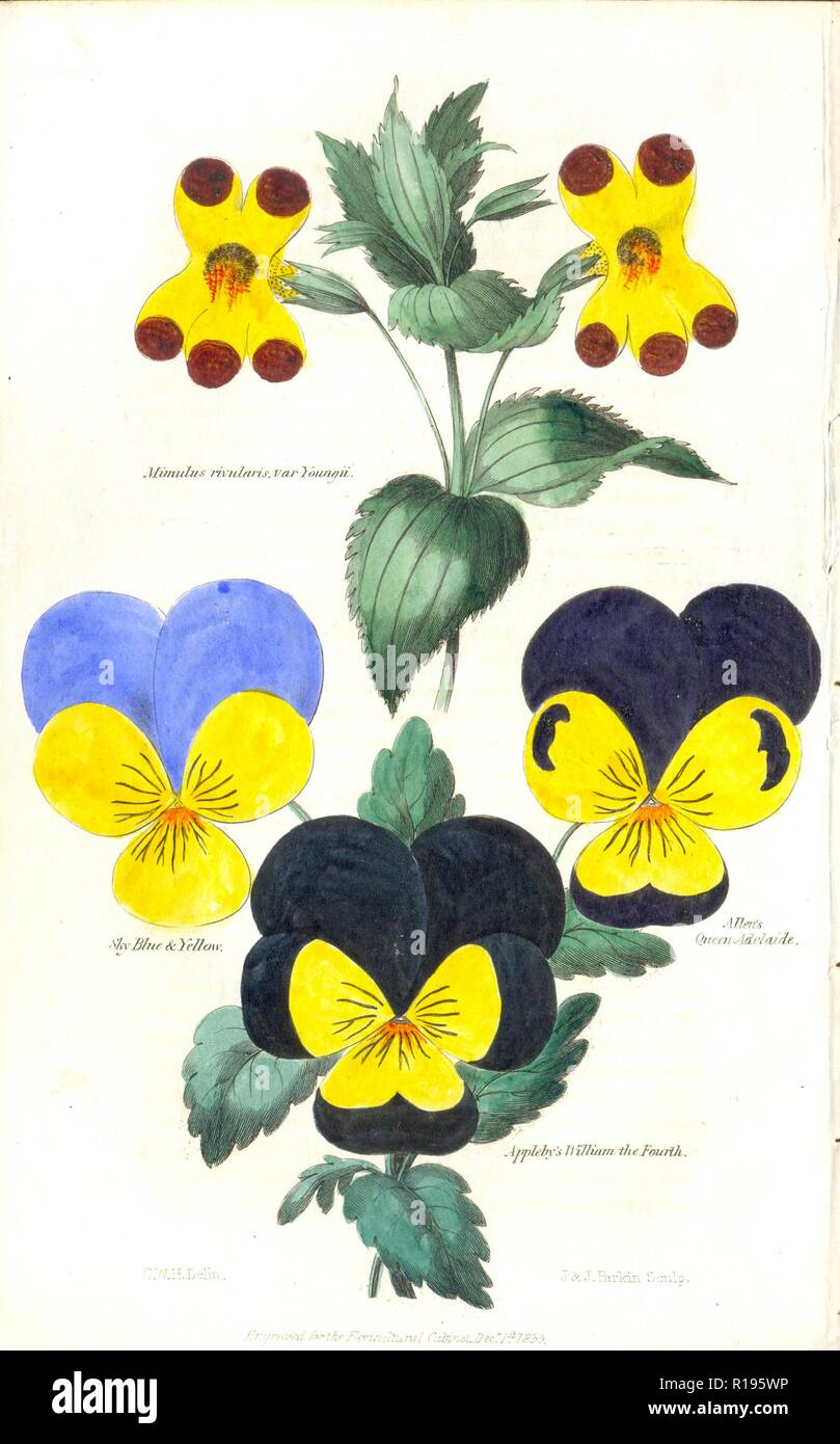 Handcolorierte Platte für die Waren des Blumenhandels Kabinett 1833 eingraviert Stockfoto