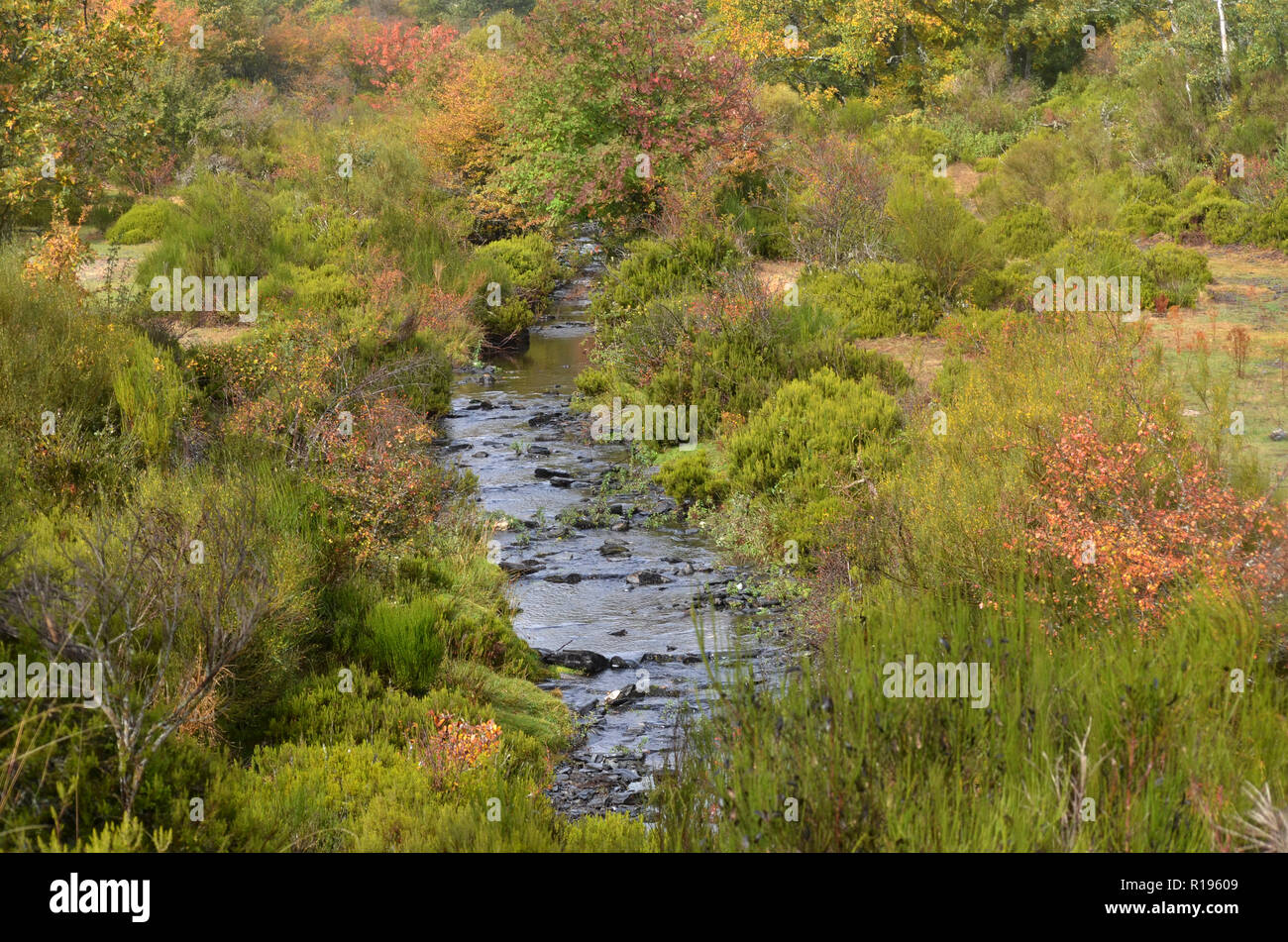 Lillas Fluss in der Tejera Negra Naturpark, Provinz Guadalajara, Spanien Stockfoto