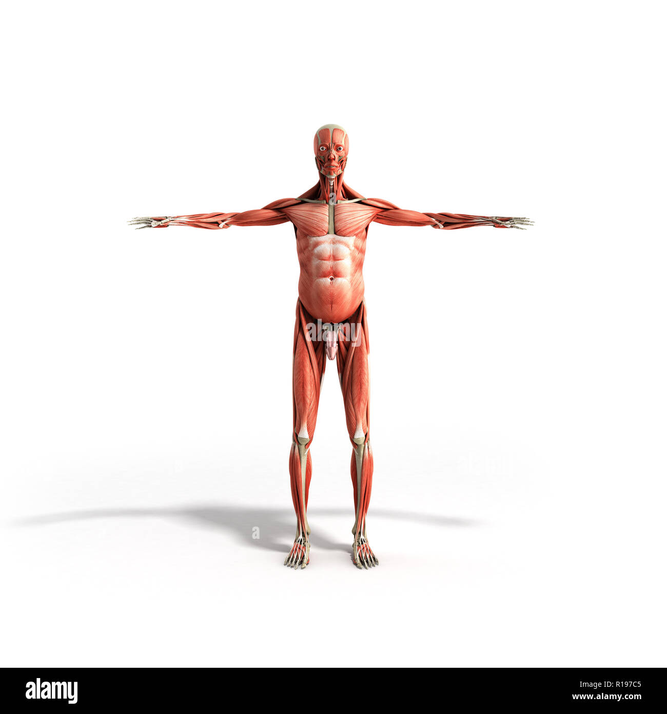 Menschlichen Muskel Anatomie 3D-Render auf weiße Front Stockfoto