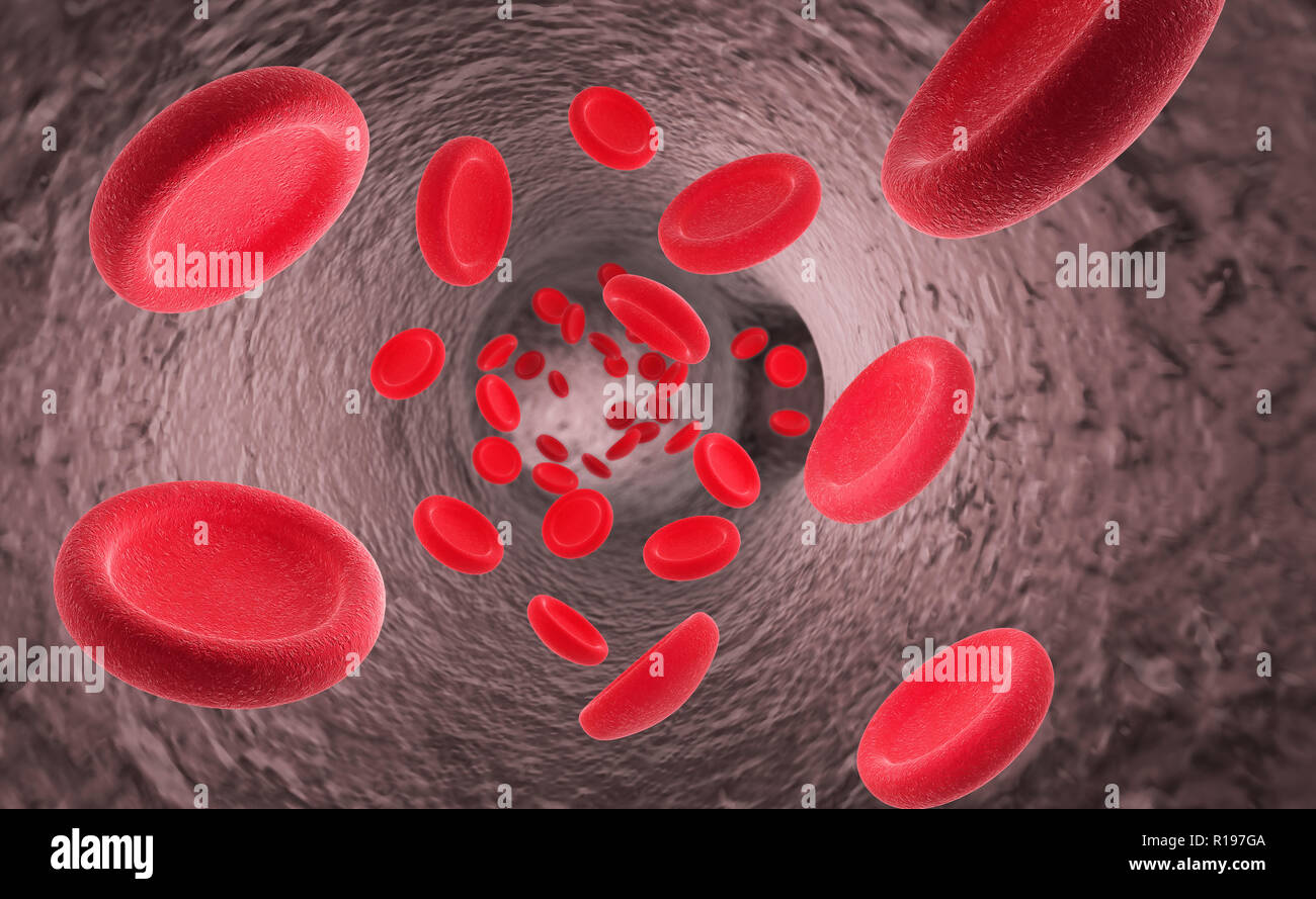 Rote Blutkörperchen Erythrozyten im Inneren des arteriellen oder kapillarblut Schiff mit Endothelzellen und Blutfluss oder Stream der menschlichen Anatomie Modell Stockfoto