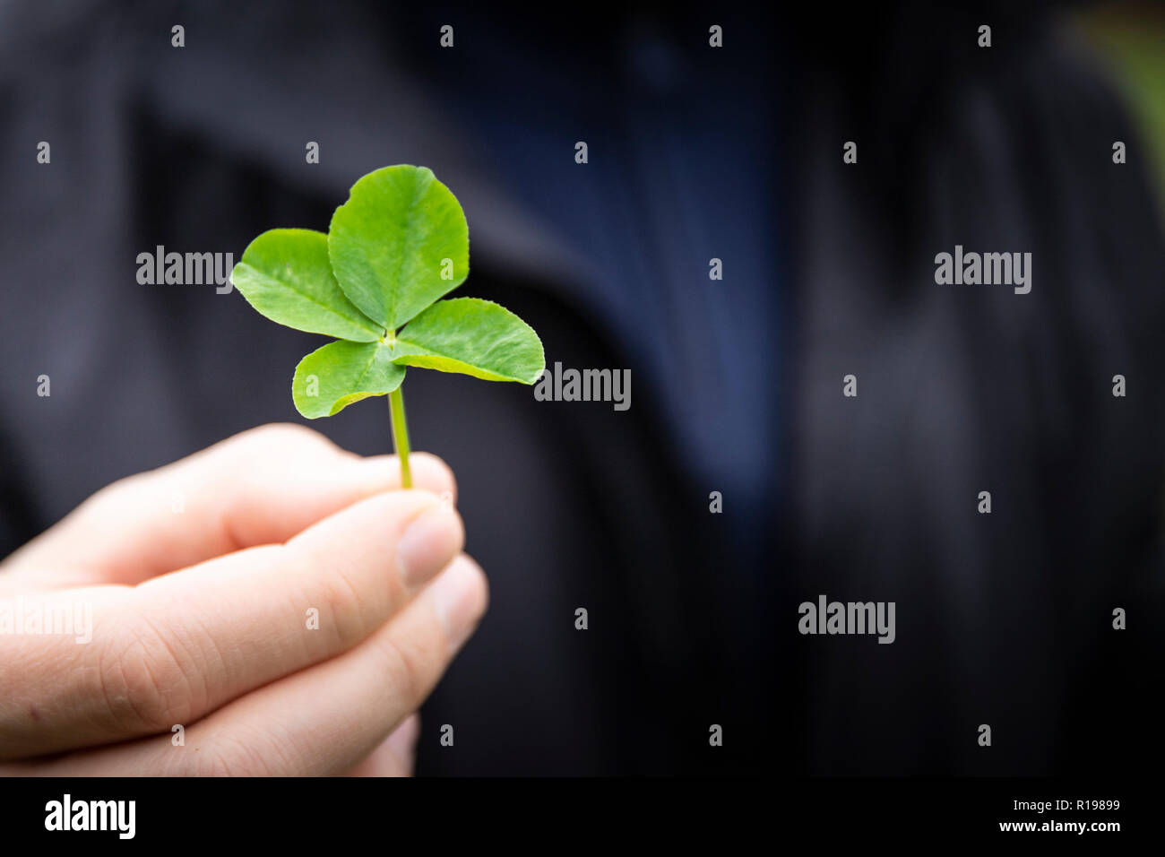 Nahaufnahme einer Hand mit einem vierblättrigen Kleeblatt, Fokus auf dem Klee und unscharfen dunklen Hintergrund. Viel Glück Symbol mit kopieren. Stockfoto