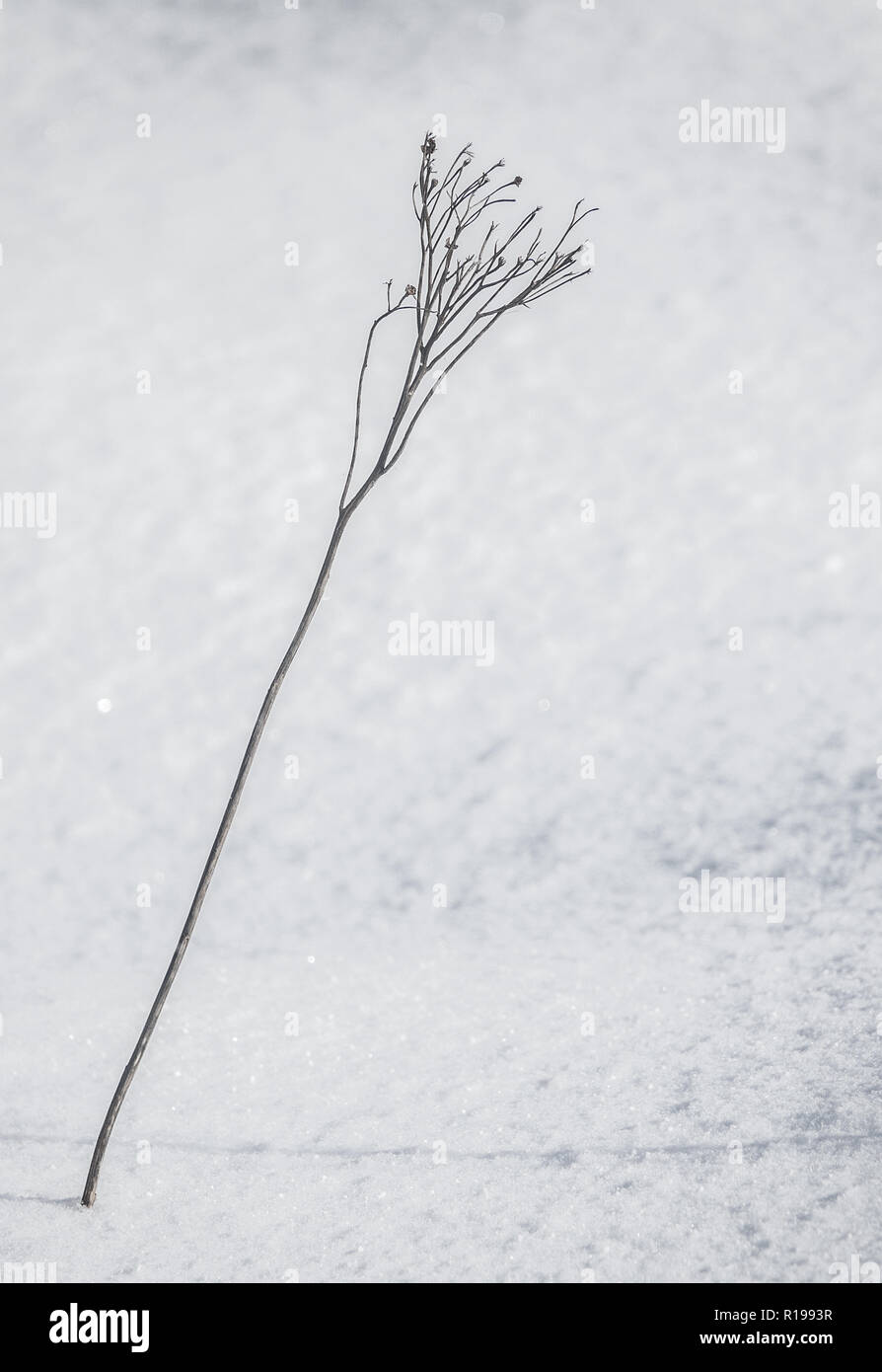 Saisonale Bild einer Anlage durch Schnee mit Kopie Raum Stockfoto