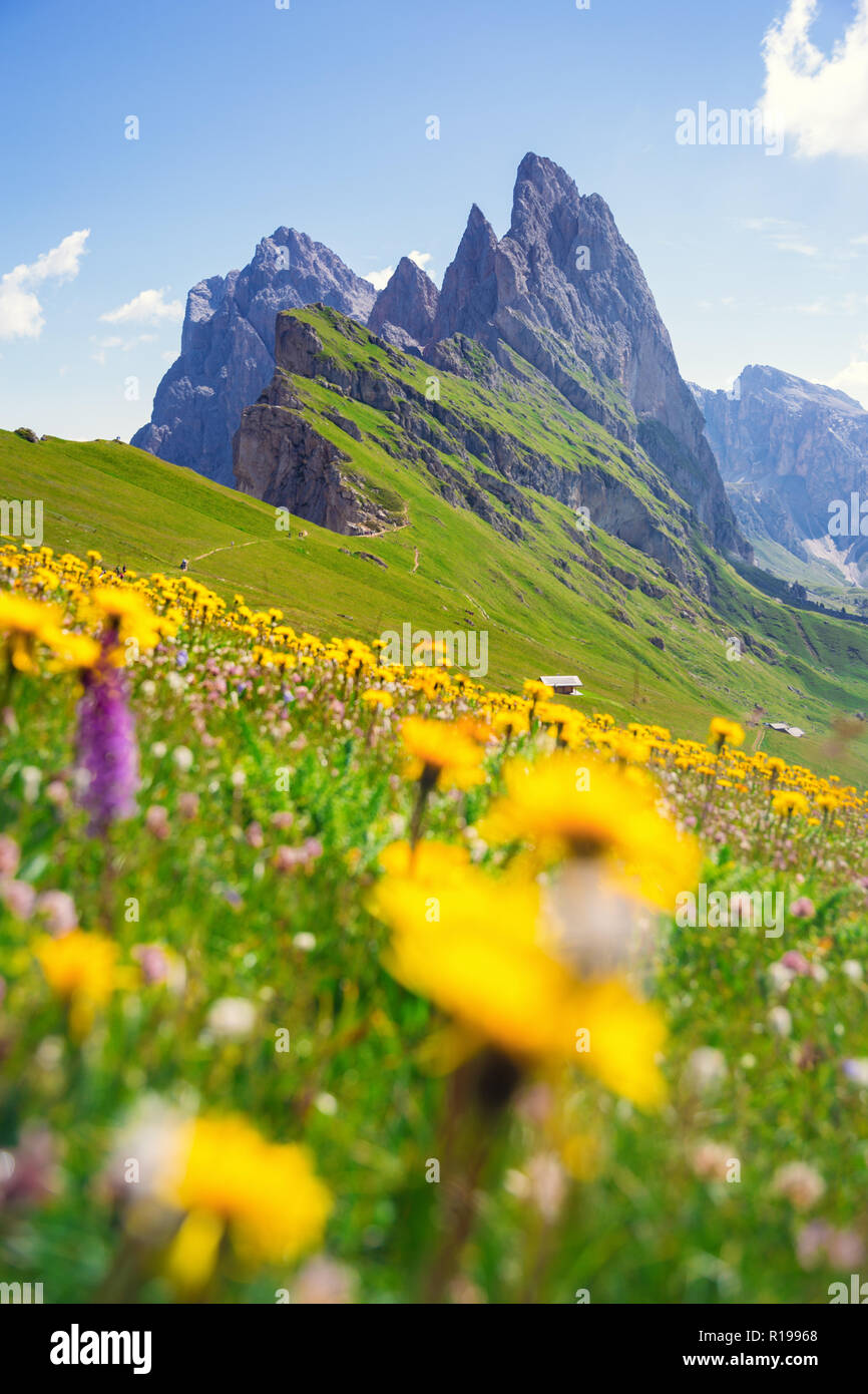 Seceda mount, Gräser und Blumen über dem Feld, blauer Himmel. St. Ulrich, Dolomiten, Alpen, Italien, Europa Stockfoto