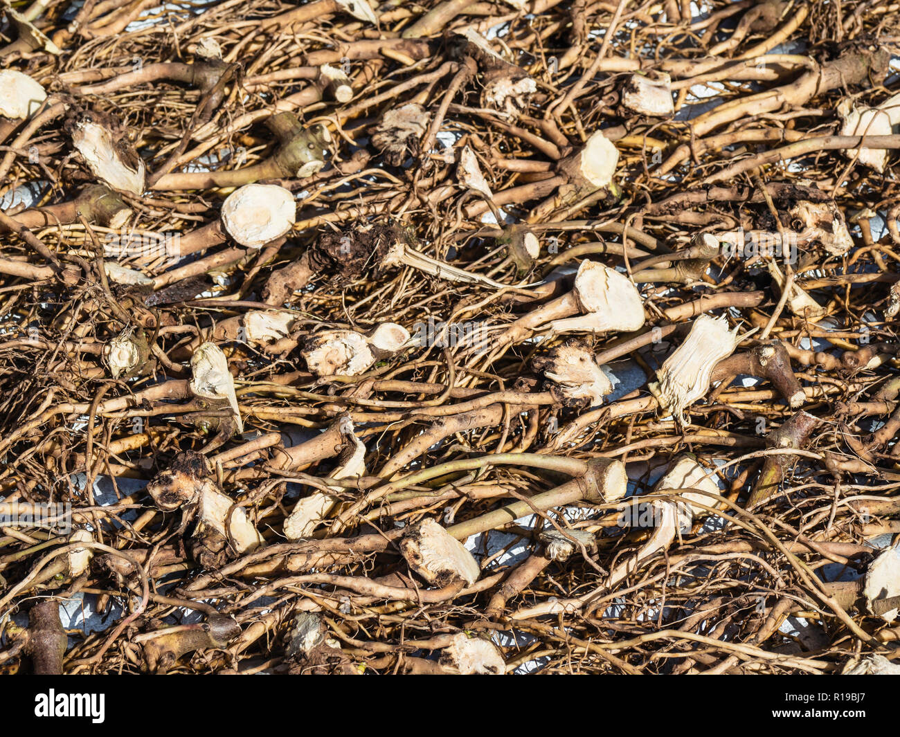 Wurzeln aus der Kava Kava, Piper methysticum, trocknen in der Sonne auf Taveuni Island, Republik Fidschi. Stockfoto