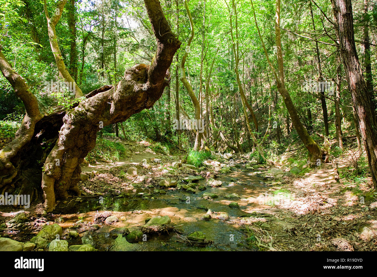 In den Wäldern der Insel Samos, in der Ägäis, Griechenland. Stockfoto