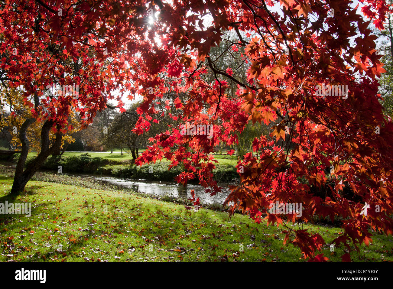 Die lebhaften Farben der roten Ahorn (Acer rubrum) im Herbst, Surrey, England Stockfoto