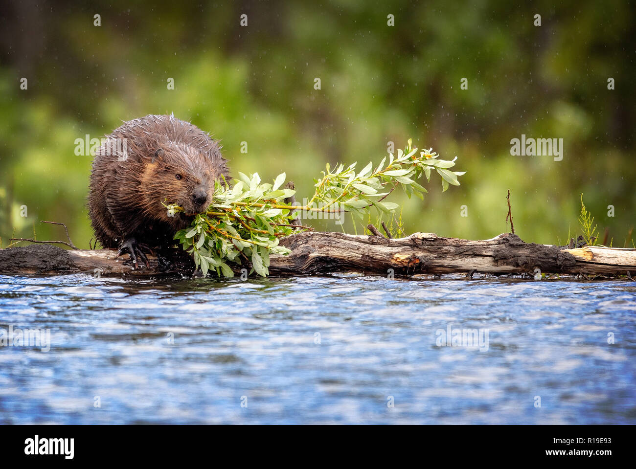 North American Beaver im Denali National Park, Alaska Stockfoto