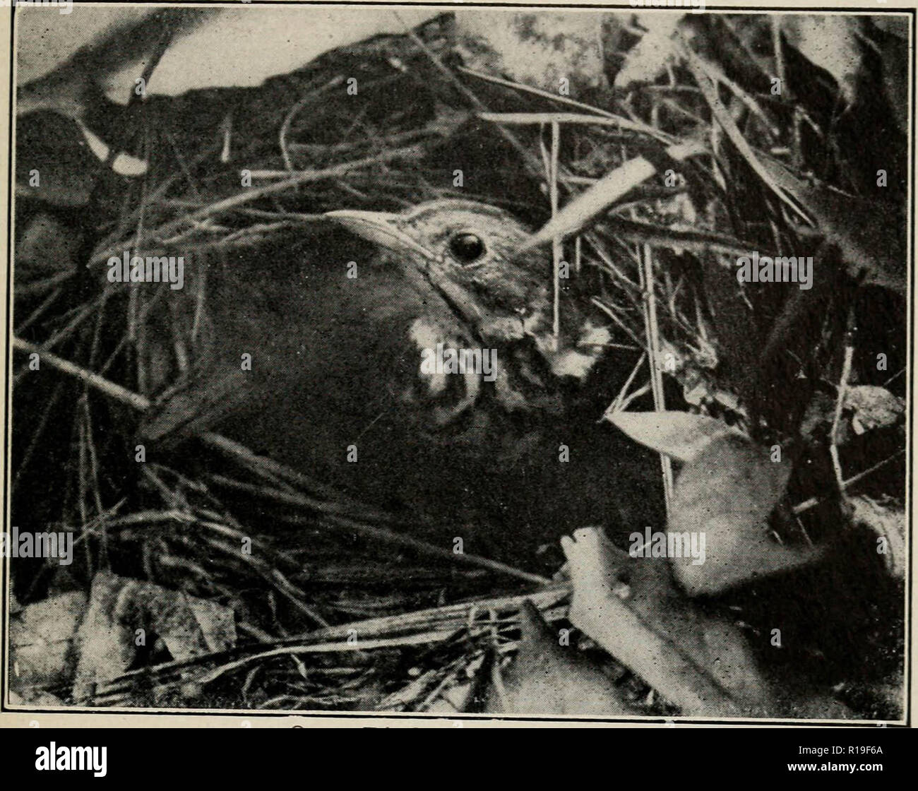 'Wie Vögel zu studieren; eine praktische Anleitung für Amateur Vogelliebhabern und Kamera - Jäger" (1910) Stockfoto