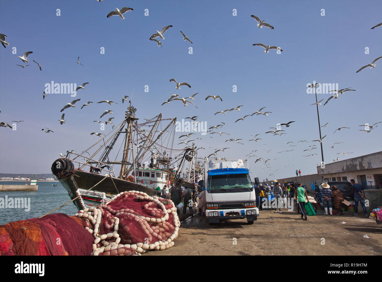 Eine Herde von Möwen auf der Suche nach Nahrung neben einem Fischerboot. Stockfoto