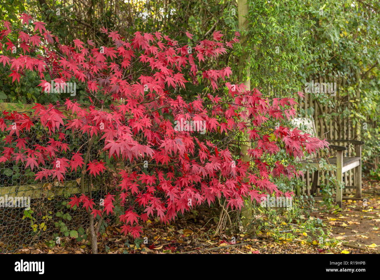 Acer palmatum Bloodgood, ein Japanischer Ahorn, im Herbst in einem