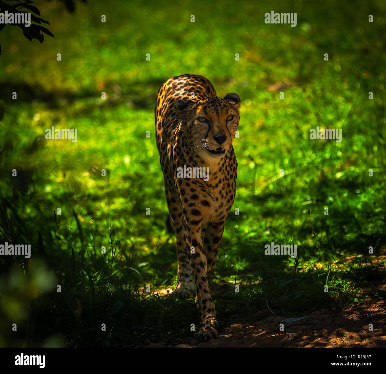 Der Zoo von Chester Cheetah Stockfoto Der Zoo von Chester Cheetah Stockfoto