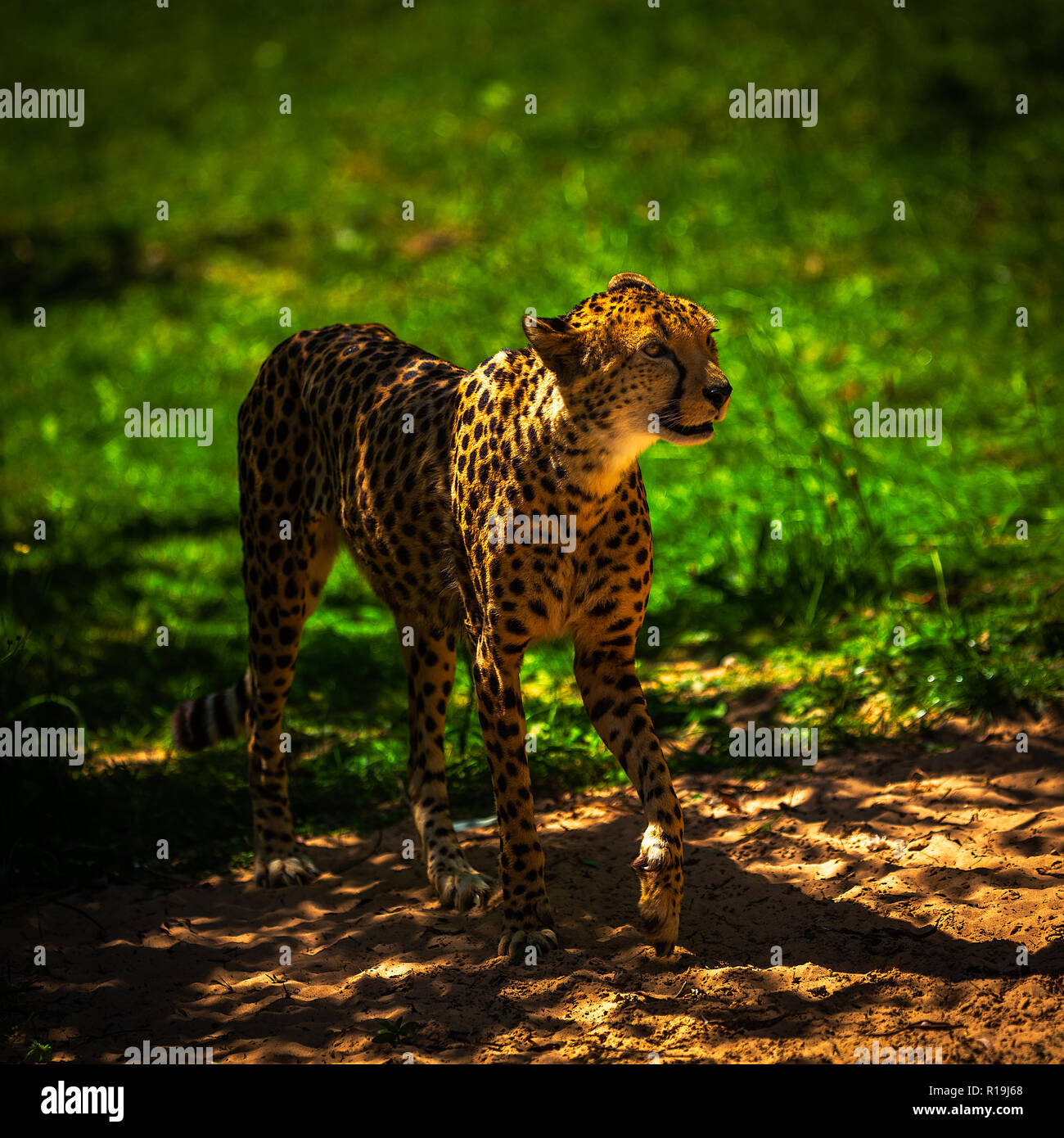 Der Zoo von Chester Cheetah Stockfoto Der Zoo von Chester Cheetah Stockfoto