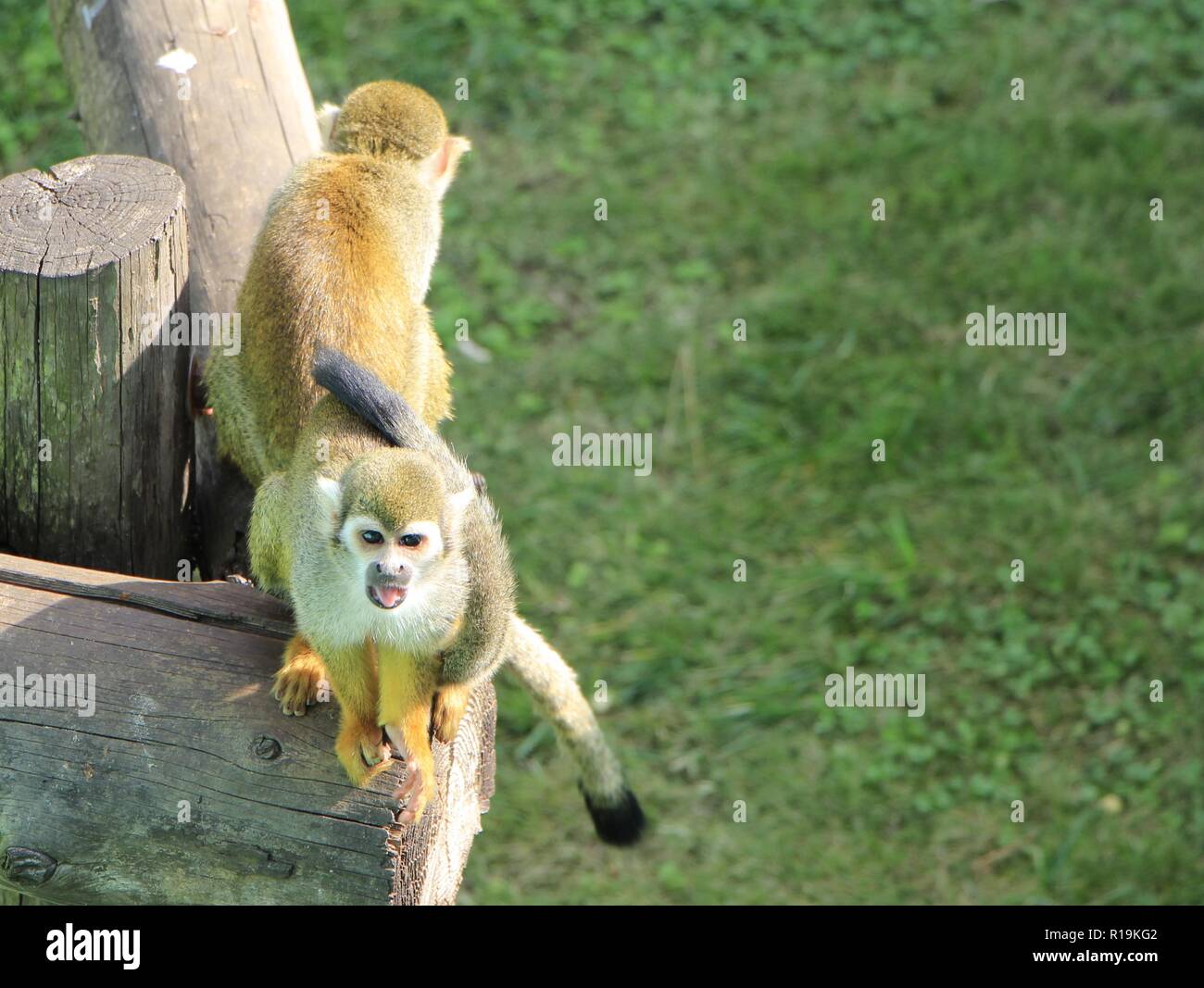 Weihai, Weihai, China. 10 Nov, 2018. Weihai, CHINA - Affen an Shendiao Hill Zoo in Weihai gesehen werden kann, Osten ChinaÃ¢â'¬â"¢s der Provinz Shandong. Credit: SIPA Asien/ZUMA Draht/Alamy leben Nachrichten Stockfoto