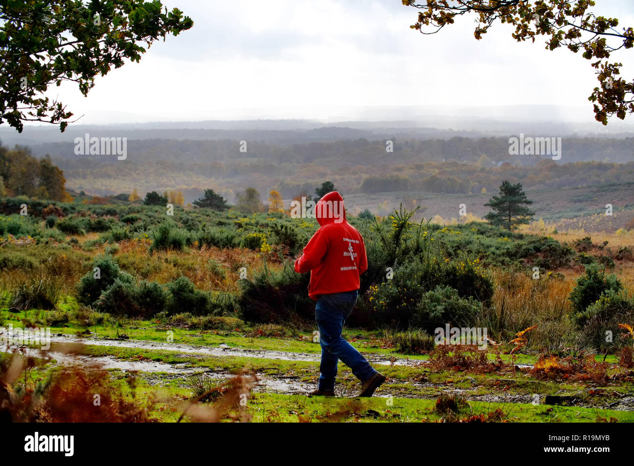 Nutley, East Sussex, UK. 10. November 2018. Herbst Farben leuchten durch Während wechselhafter Witterung im Ashdown Forest, East Sussex. © Peter Cripps/Alamy leben Nachrichten Stockfoto