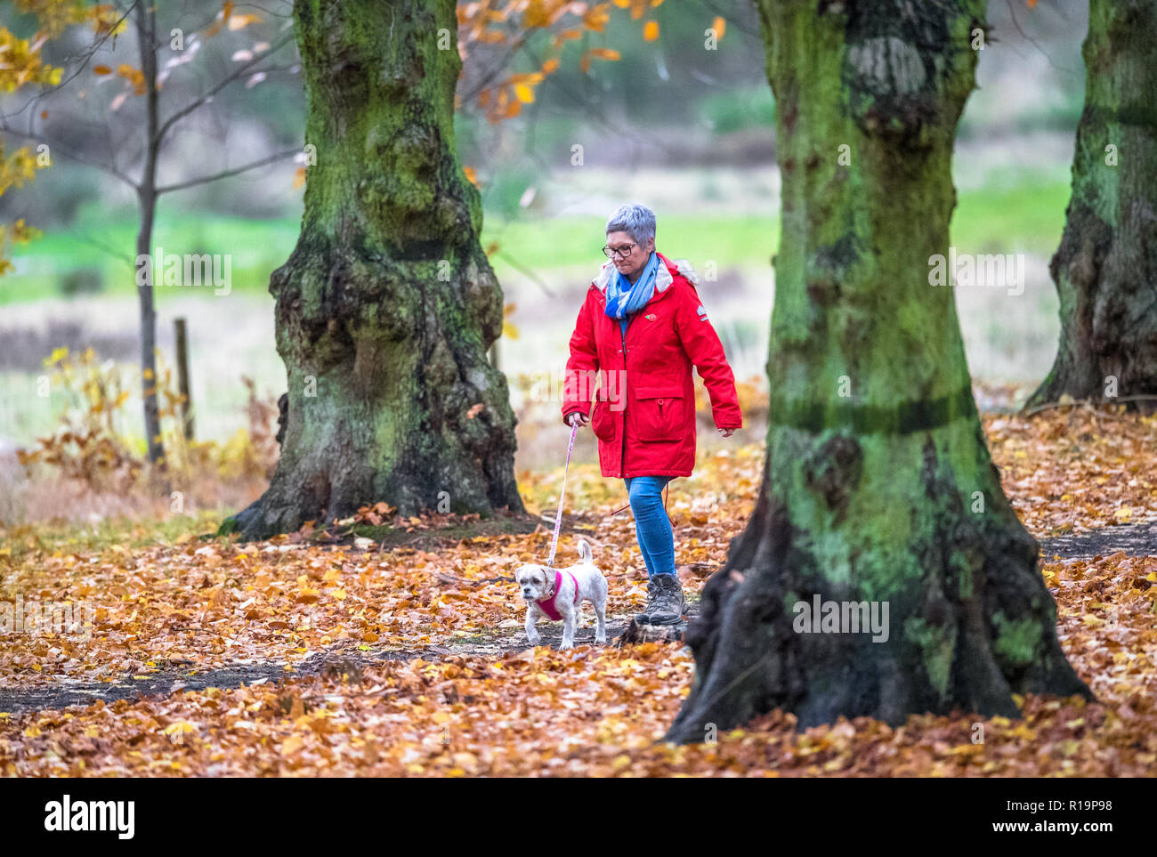 Wetter in Großbritannien. Clumber Park, Worksop, Großbritannien. , . Nach sehr starken Regenstürmen in der Nacht, genießen eine Wanderin und ihr Hund einen Nachmittagsspaziergang entlang der von Bäumen gesäumten Avenue im Clumber Park an einem trüben und bewölkten Herbsttag, Clumber Park, Nottinghamshire, England, Großbritannien. Kredit: Alan Keith Beastall/Alamy Live Nachrichten Stockfoto