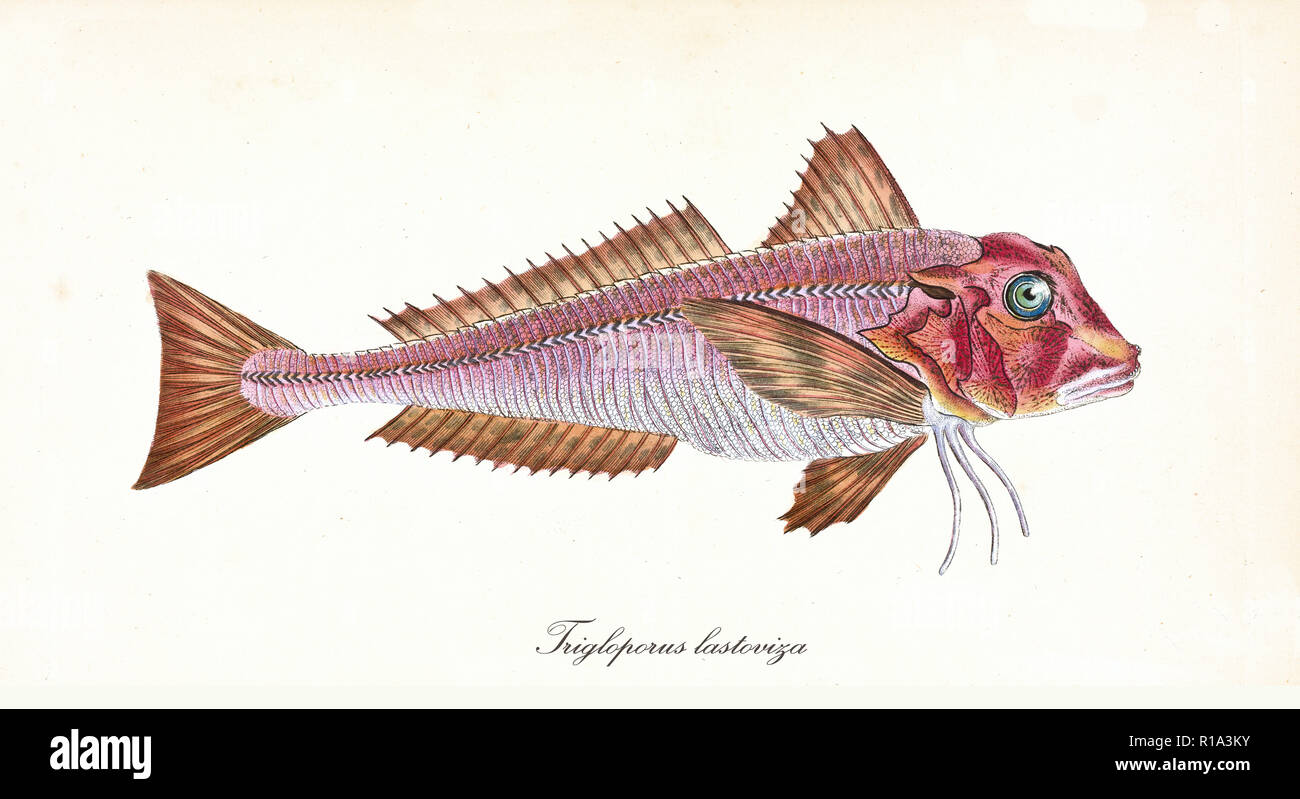 Alten bunten Abbildung: Gestreifte Knurrhahn (Trigloporus lastoviza), Seitenansicht der rötlichen Fisch, isolierte Element auf weißem Hintergrund. Von Edward Donovan. London 1802 Stockfoto