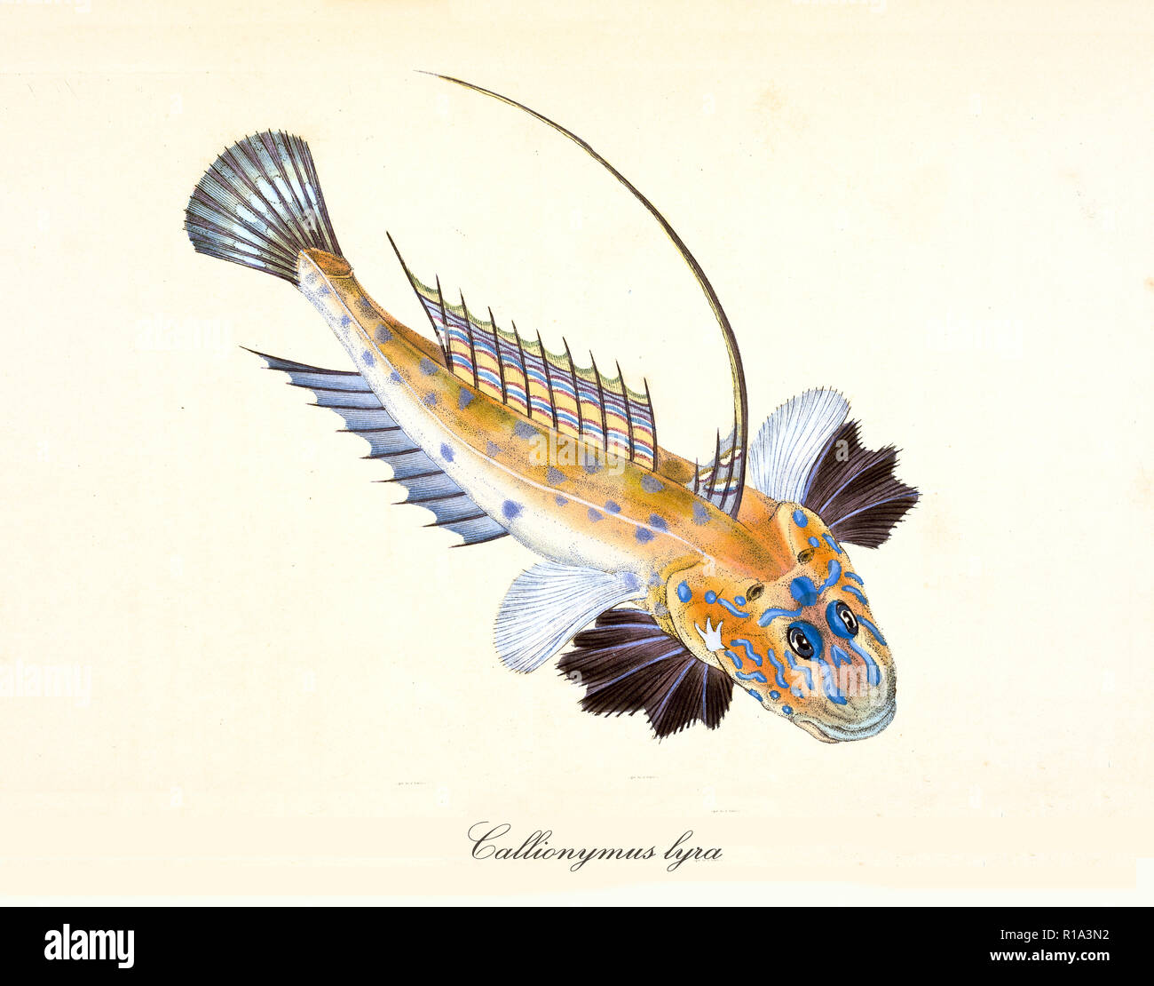 Alte farbige Abbildung der Gemeinsamen Dragonet (Callionymus Lyra), Ansicht von oben in die seltsamen orange Fisch, isolierte Element auf weißem Hintergrund. Von Edward Donovan. London 1802 Stockfoto