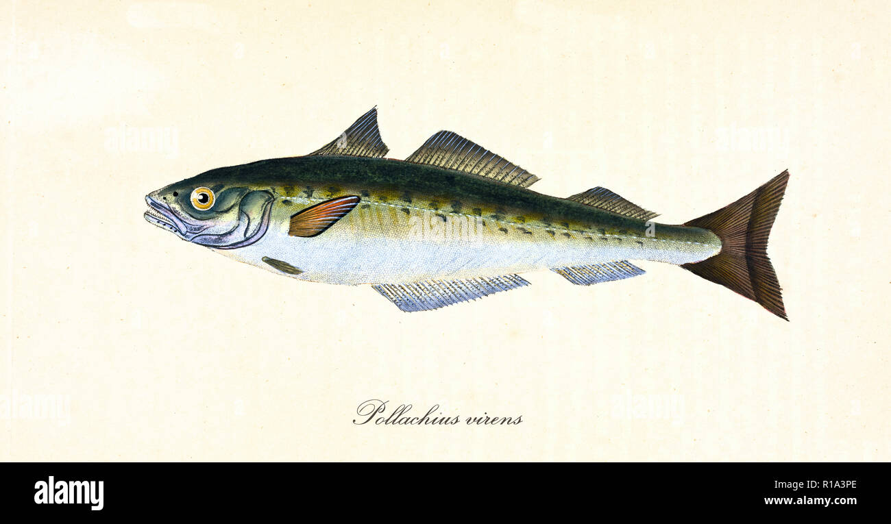 Alten bunten Abbildung: Seelachs ( Pollachius virens ), Seitenansicht der grünlich optimierte Fisch, isolierte Element auf weißem Hintergrund. Von Edward Donovan. London 1802 Stockfoto