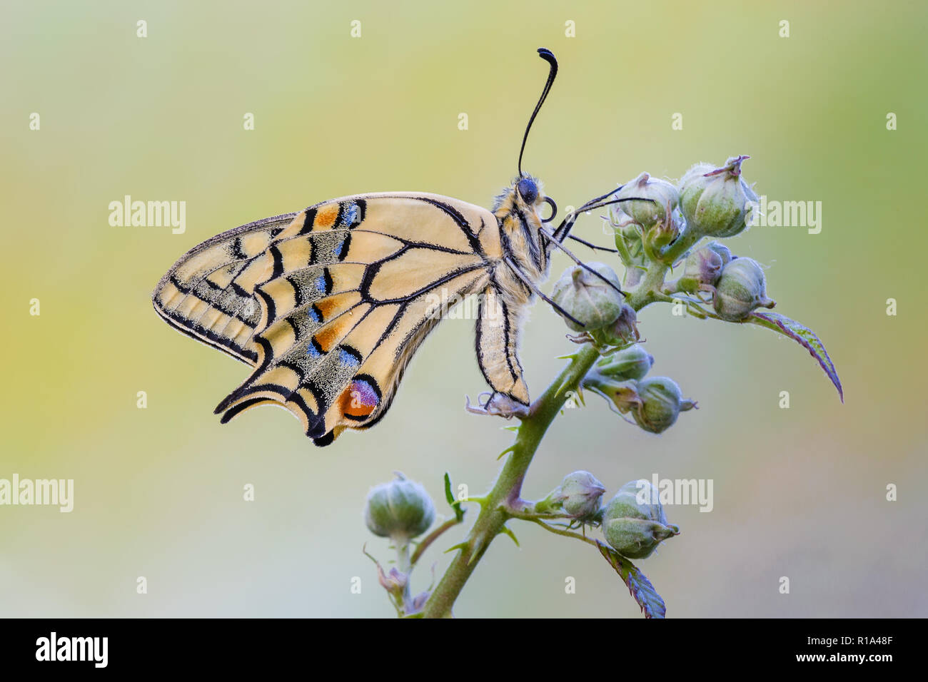Schmetterling auf Blume Stockfoto