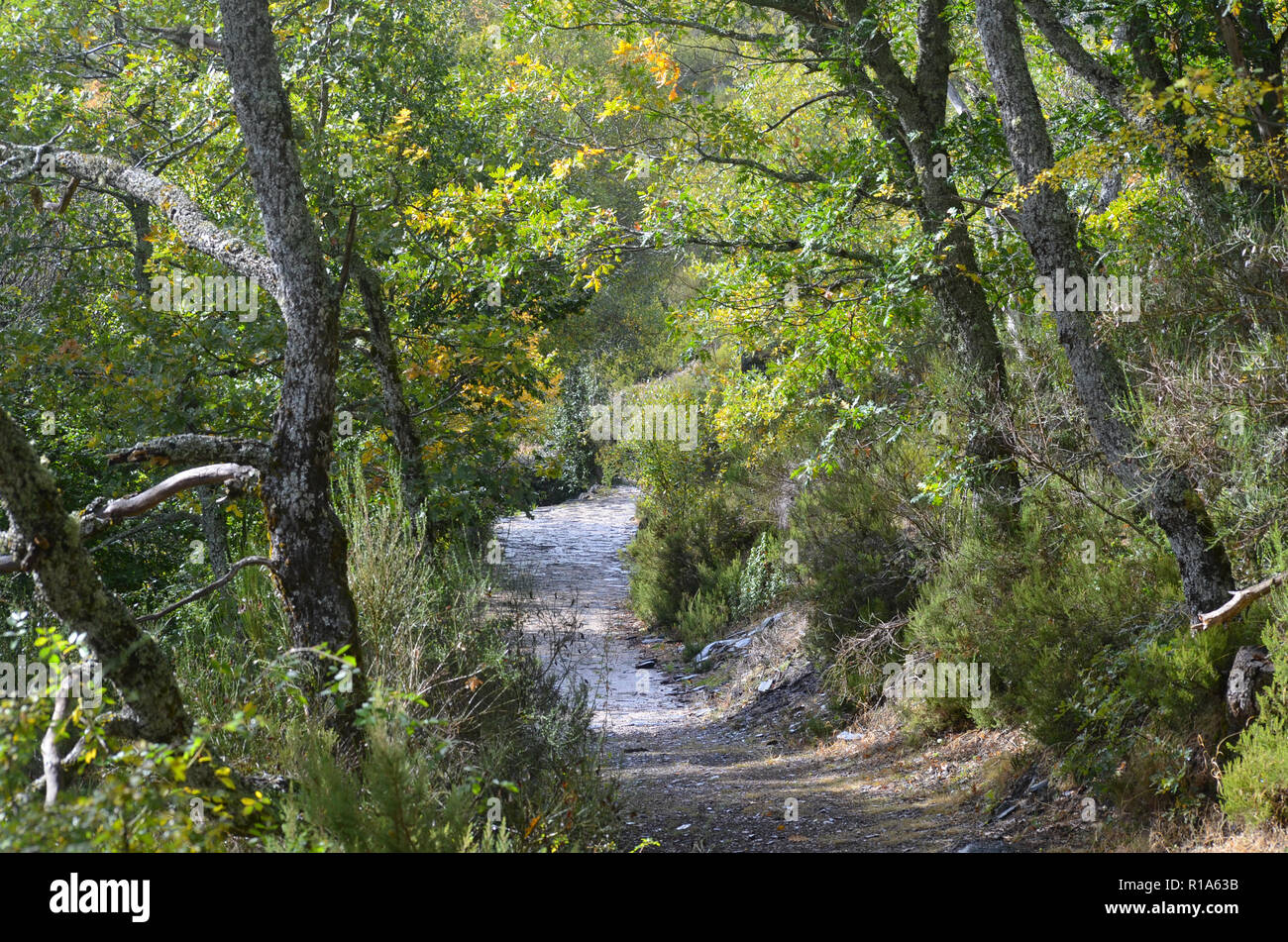 Tejera Negra Buchen- und Eichenwälder in der Sierra de Ayllón, Guadalajara, Spanien Stockfoto