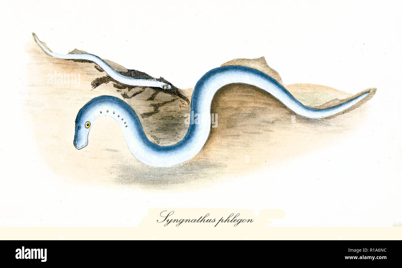 Alte farbige Abbildung der pelagischen Seenadeln (Syngnathus phlegon), Seitenansicht der lange Fische graben den Sand, isolierte Element auf weißem Hintergrund. Von Edward Donovan. London 1802 Stockfoto