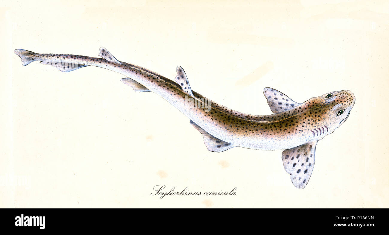 Alten bunten Abbildung: Small-Spotted Catshark (scyliorhinus Canicula), detaillierte Ansicht der Fisch mit gefleckten Haut, isolierte Element auf weißem Hintergrund. Von Edward Donovan. London 1802 Stockfoto