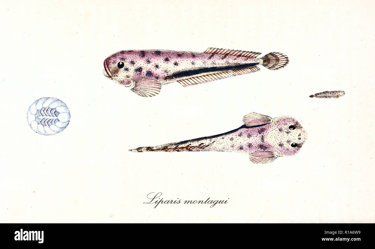 Alten bunten Illustration der Montagu seasnail (Liparis montagui), zwei andere Ansicht der Seeschnecke, isolierte Element auf weißem Hintergrund. Von Edward Donovan. London 1802 Stockfoto