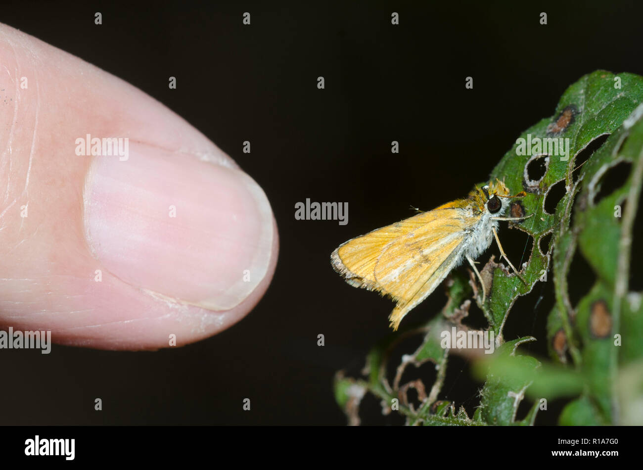 Southern Skipperling, Oarisma minima, neben dem kleinen Finger, um die Größe zu veranschaulichen Stockfoto