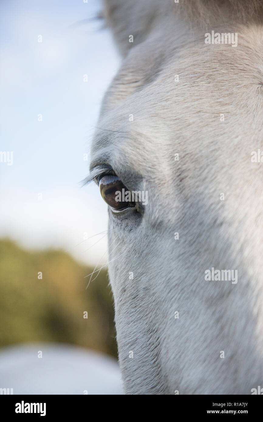 Nahaufnahme der Pferde Auge und Kopf, die Teil der sein Gesicht und seine Augen mit einem blauen Himmel hinter, in der Nähe von Pferden Auge Stockfoto