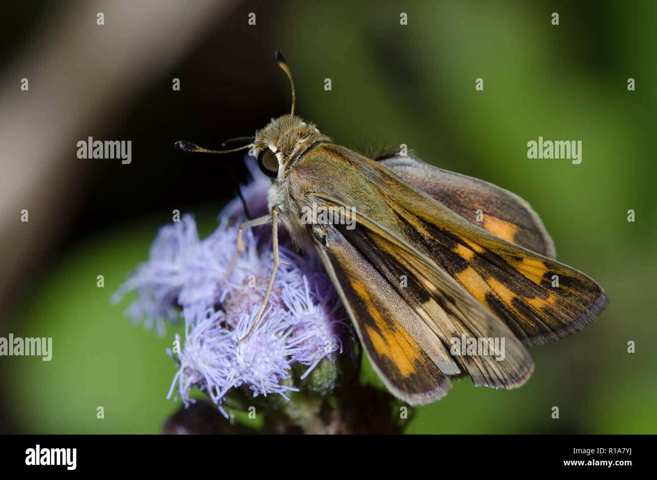 Fiery Skipper, Hylephila phyleus, Weibchen auf Nebel Blume, Conoclinium sp. Stockfoto