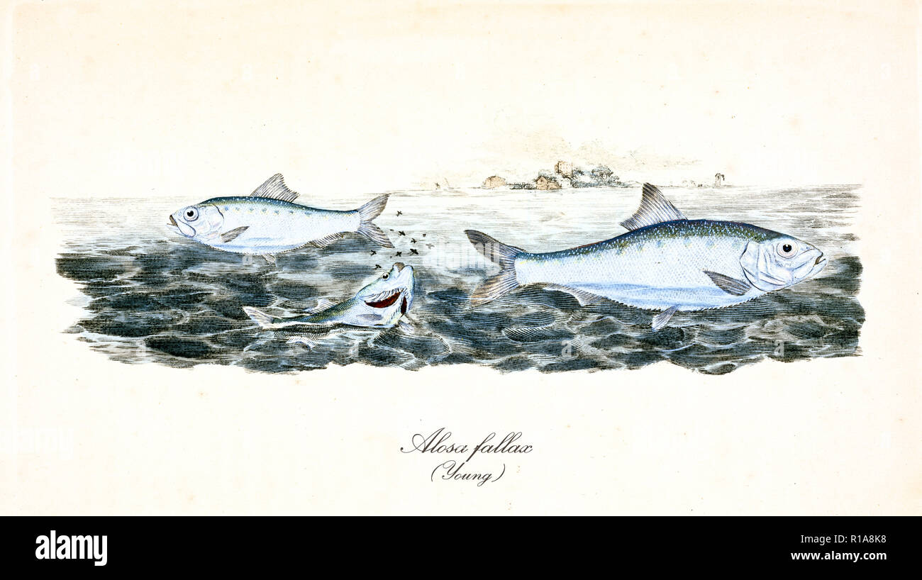 Alten bunten Abbildung: Twaite Maifisch (Alosa fallax), Seitenansicht der silbrigen Fische schwimmen im Meer, ihrer natürlichen Umgebung. Von Edward Donovan. London 1802 Stockfoto