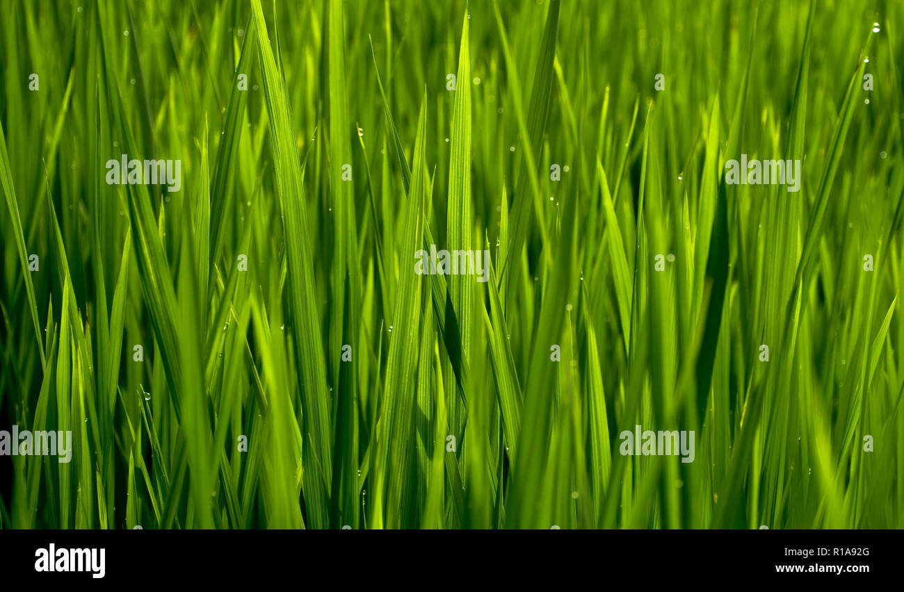 Grüne Gras mit Wassertropfen, Reisfeld natürlichen Hintergrund Stockfoto