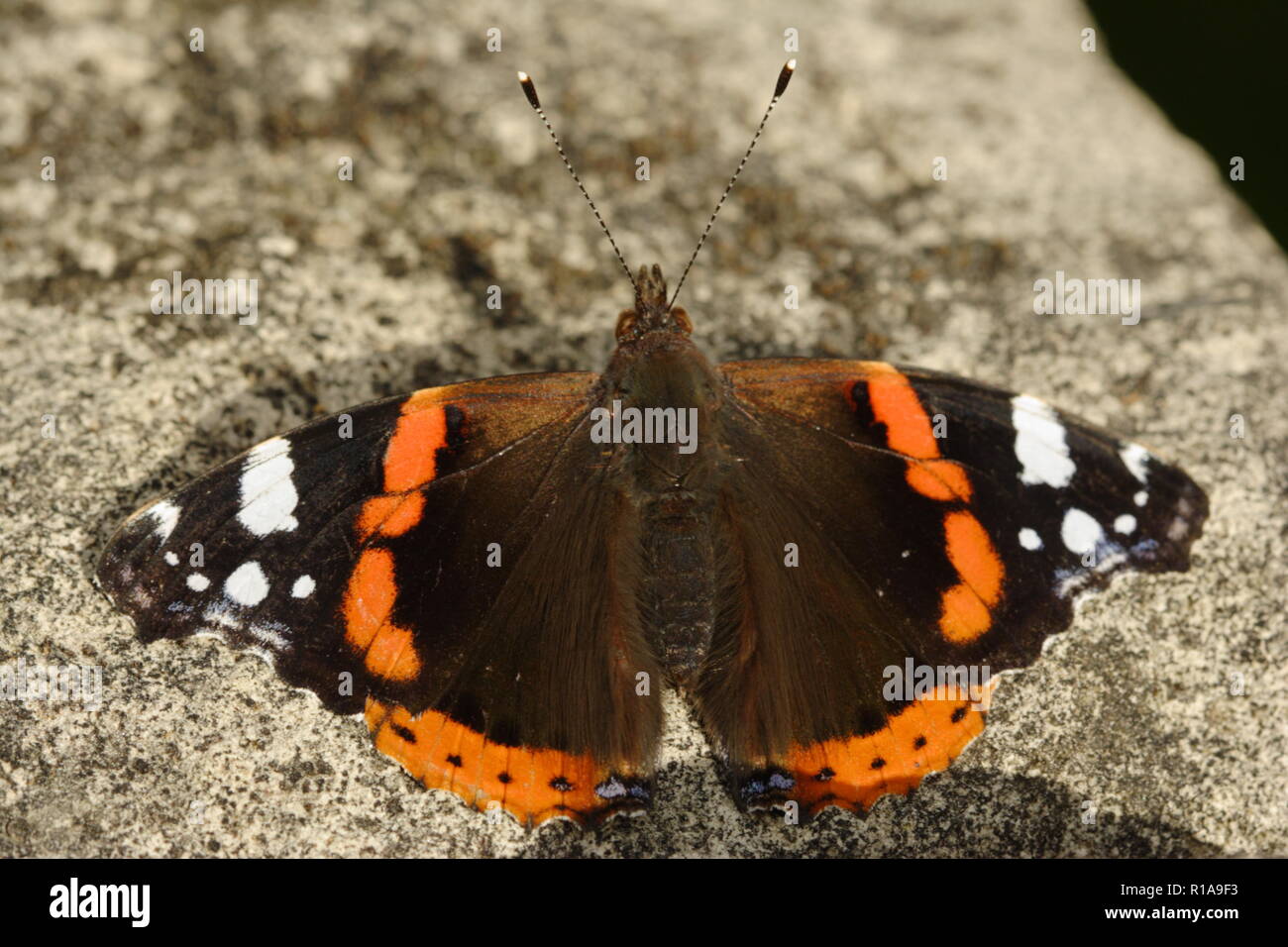 Eine rote Admiral Schmetterling, die auf der Oberseite von einer Wand Stockfoto