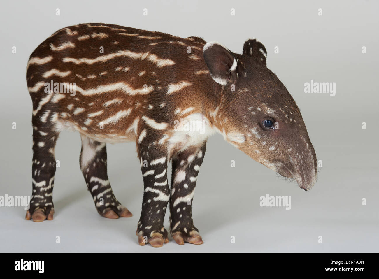 Bunte baby Tapir stehen auf weißen studio Hintergrund Stockfoto