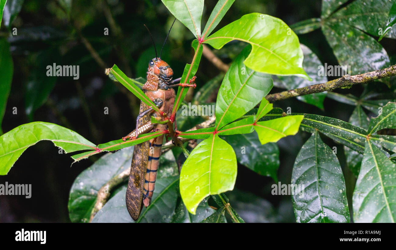 Riesige grasshoper auf ein Blatt im Dschungel Stockfoto