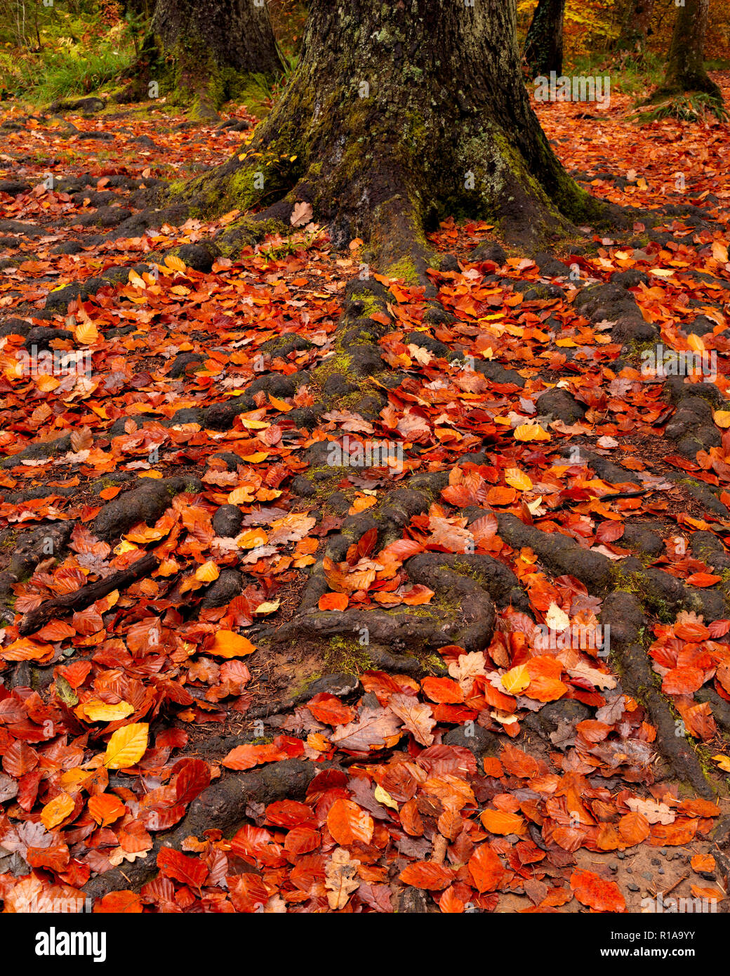 Baum, Wurzeln und Laub im Herbst Farben Stockfoto