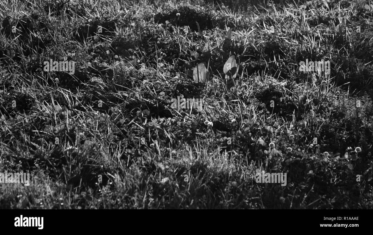 Schwarz und weiß Gras natürlichen Hintergrund Textur Stockfoto
