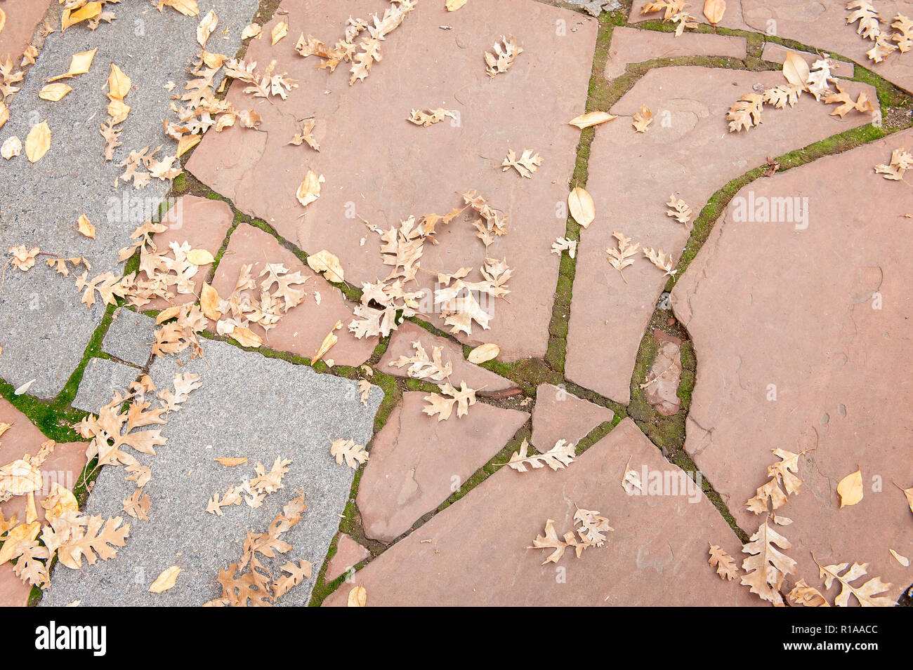 Verdorrte braune Herbstlaub auf einem geometrischen Rock weg. Stockfoto