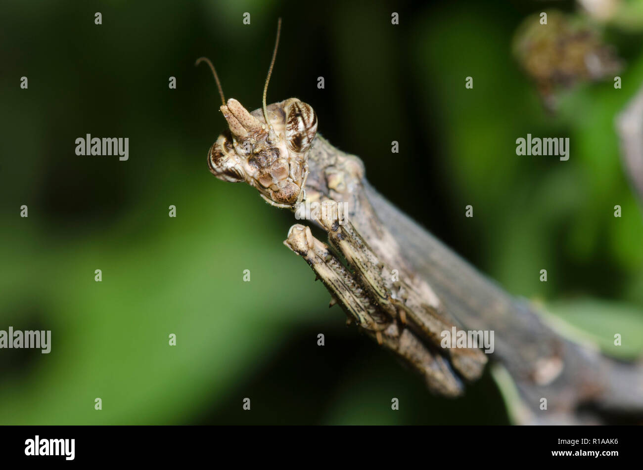 Texas Einhorn Mantis, Phyllovates chlorophaea Stockfoto