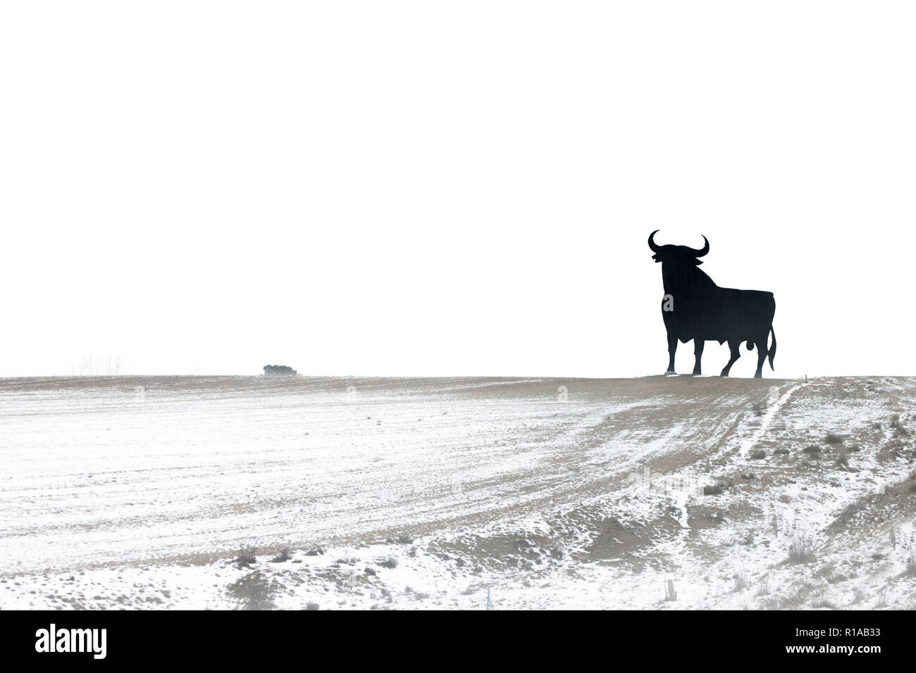 Land von Castilla. Winter in Castilla. Stier auf Weiß. Stockfoto