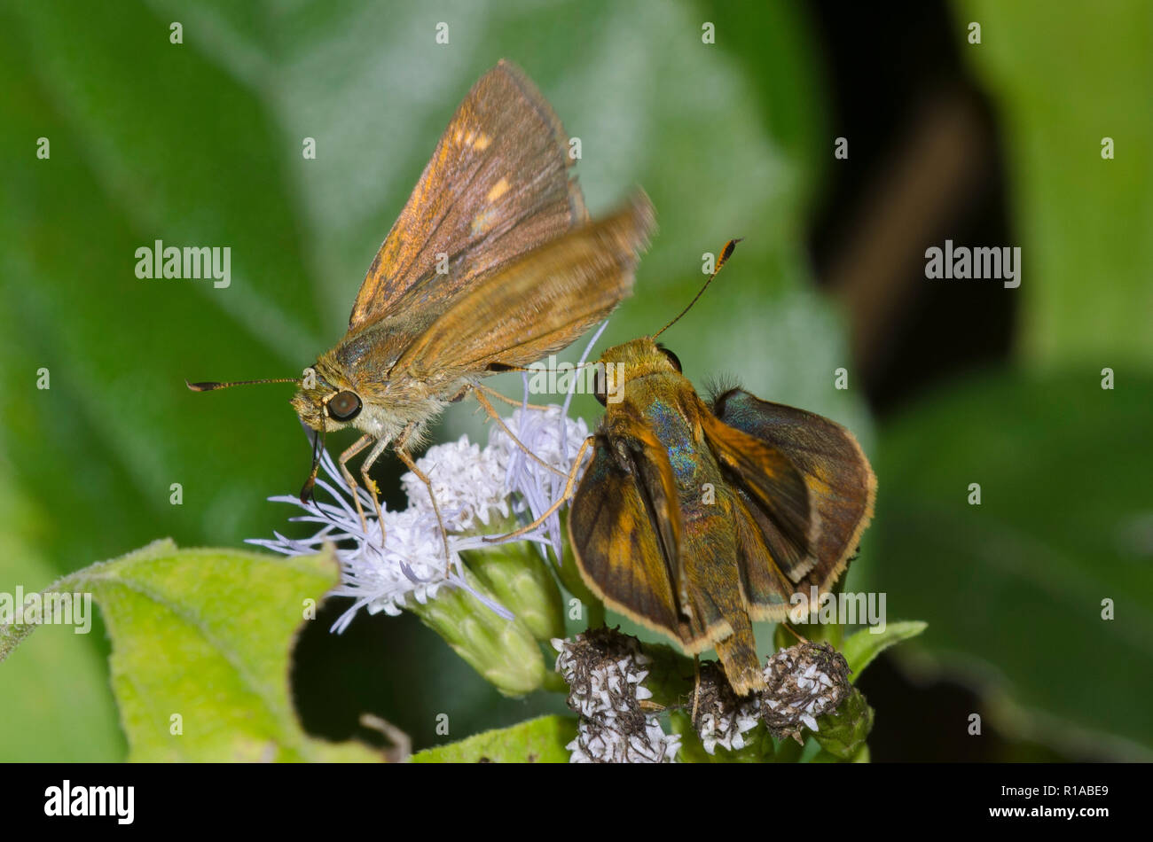 Südländische Striche, Polites otho, auf Nebelblume umwerben, Conoclinium sp. Stockfoto