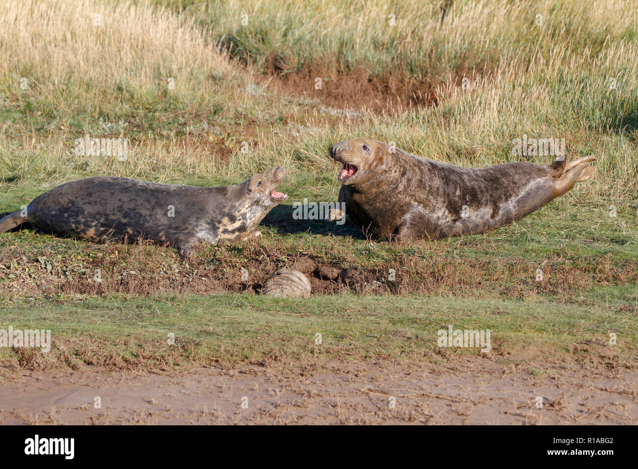 Graue Dichtungen Kämpfen (Halicheorus grypus) Stockfoto