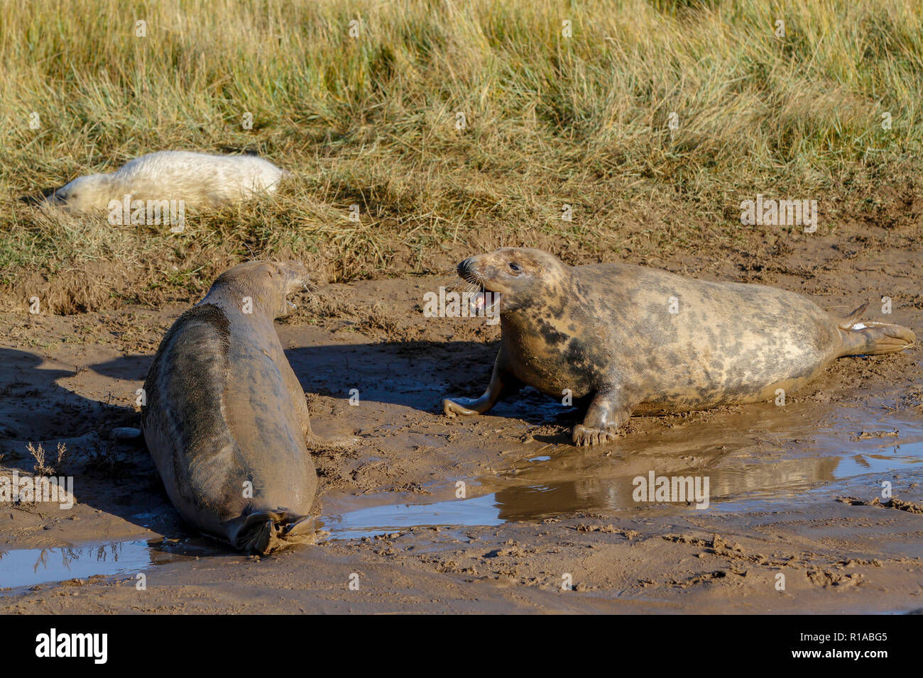 Graue Dichtungen Kämpfen (Halicheorus grypus) Stockfoto