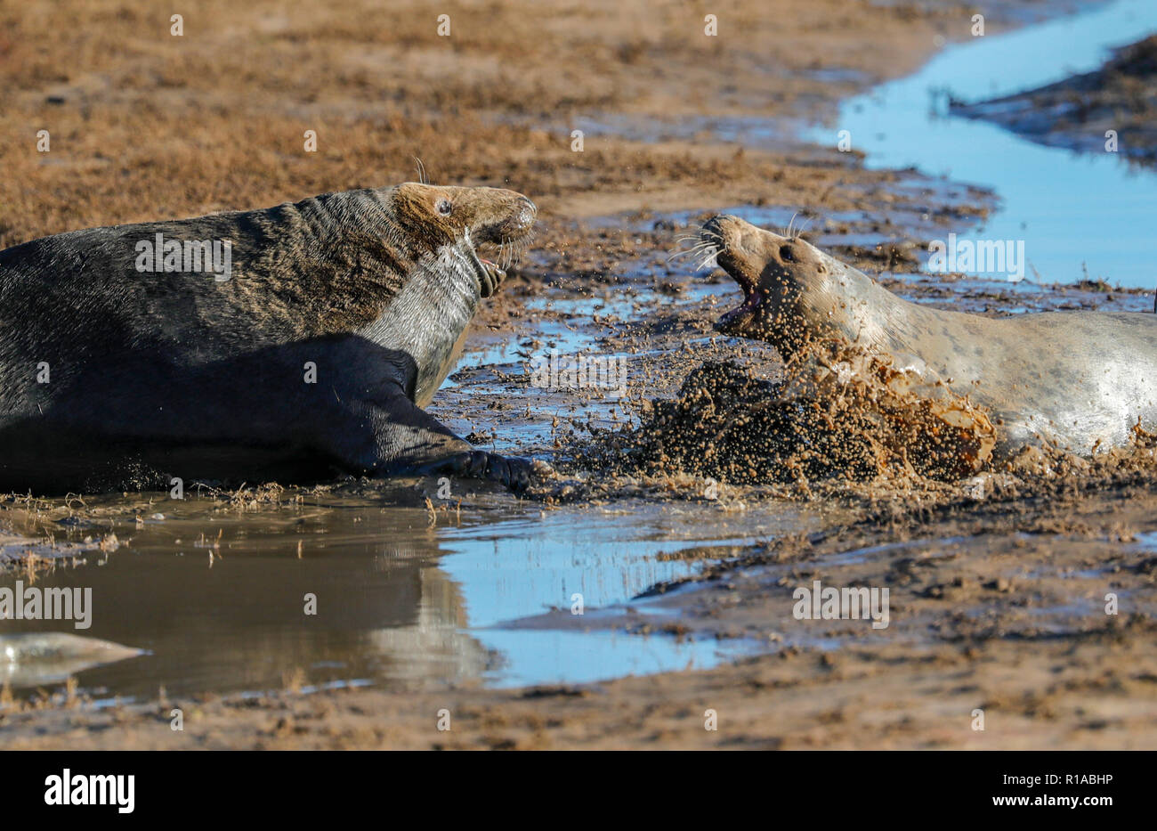 Graue Dichtungen Kämpfen (Halicheorus grypus) Stockfoto
